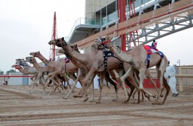 هجن الشيوخ تدشن موسم سباقات الهجن بالمرموم مع انطلاق تحديات سن اللقايا