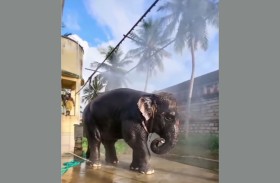 رد فعل فيل صغير على ضفدع يظهر فجأة في الماء