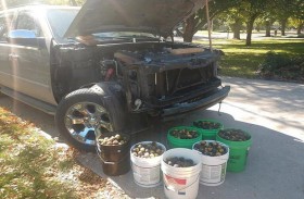 سنجاب يحول سيارة إلى مستودع للجوز 