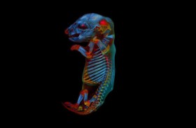 صورة لـ «جنين فأر» تفوز بمسابقة دولية