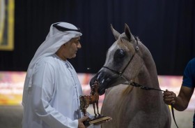 «جيه أم اتش هاجر» أجمل المهرات بافتتاح «الإمارات لمربي الخيل العربية»