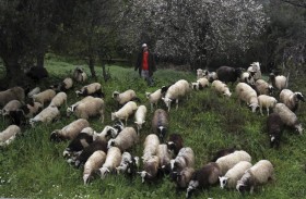 اليونان تحظر نقل الأغنام والماعز بسبب طاعون 