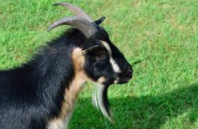 ماعز يصرخ بصوت امرأة