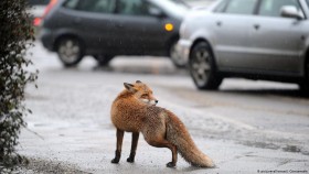 ثعلب ماكر يهوى سرقة الأحذية