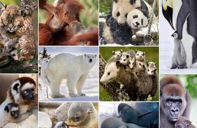 مشاهد تجسد عظمة الأمومة في عالم الحيوان