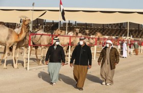 مشاركات كبيرة تشهدها مزاينة «إبل الوضح» و«إنتاج العزبة» في مهرجان الظفرة