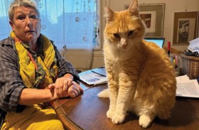 القط «ريمي» يشعل الرأي العام في فرنسا.. ما قصته؟