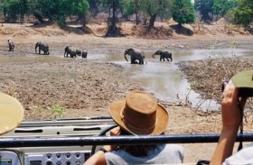 فيلة تهاجم سائحتين وترديهما قتيلتين