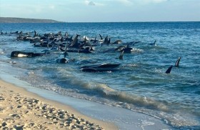 جنوح جماعي للحيتان على سواحل أستراليا