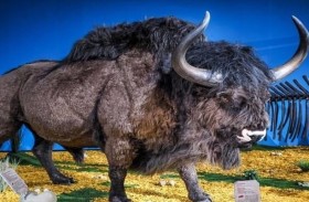 اكتشاف سرّ انقراض حيوان بيسون السهوب 