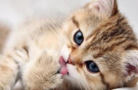 الشرطة تتدخل لإنقاذ قطة عالقة في عقار 