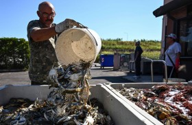 المحار الإيطالي في خطر بسبب غزو السلطعون 