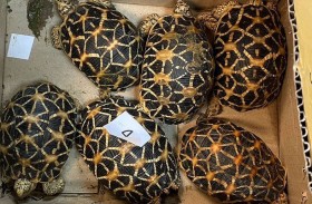 تهريب ثعابين وتنانين في مطار بانكوك