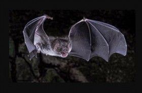 كيف تتذوق خفافيش «دراكولا» طعم الدم؟