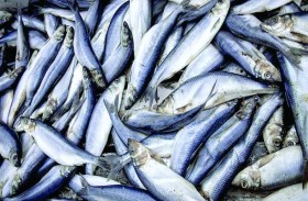 أسماك الرنكة في بحر البلطيق مهددة بفعل احترار المياه 