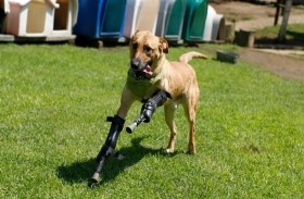 كلب فقد ساقين مرشح للقب أفضل حيوان أليف