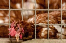 علماء يحددون جينا يحمي البشر من إنفلونزا الطيور