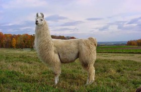 اللاما أمل جديد للقضاء على كورونا