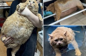 رحيل «كرامبس» القط الأسمن في العالم