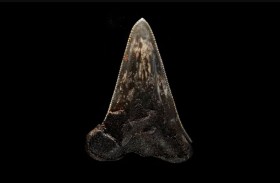 اكتشاف نادر لـ«سلف وحش البحار »