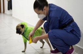 كلب يعالج الأطباء نفسيا 