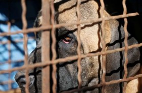 كوريا الجنوبية.. إقرار قانون «تاريخي» بشأن أكل لحم الكلاب