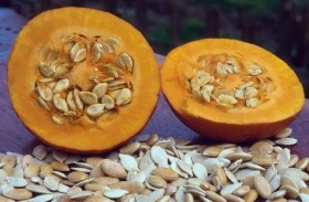 كشف خبراء التغذية الأمريكيون خصائص مفيدة غير متوقعة لليقطين.