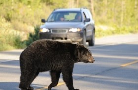 دب جائع يقتحم متجراً ويتناول 60 قطعة حلوى