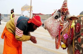 الهند.. فشل محاولة استبدال « عناق البقر » بالفالنتين