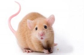 عدوى خطيرة لرجل طارد فأرا 