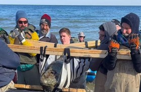 جمجمة حوت عمرها 12 مليون عام