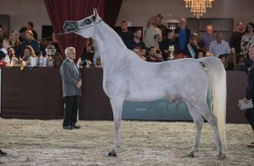 برعاية منصور بن زايد.. سوريا تستضيف ختام النسخة الأولى لكأس الإمارات العالمي لجمال الخيل العربية