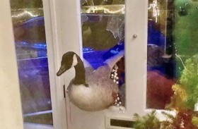 بسبب «أوزة».. عائلة تعيش ليلة مرعبة