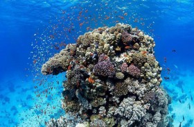 اكتشاف كائنات بحرية نادرة في شمال البحر الأحمر