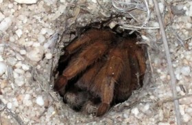 عناكب متعطشة لـلحب