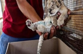 غزة.. 3 أشبال تصارع للبقاء 