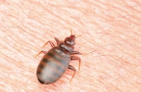 علامات تدل على وجود بق الفراش في غرفتك بالفندق