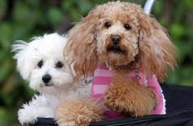 البريطانيون يتخلصون من صديقهم المخلص