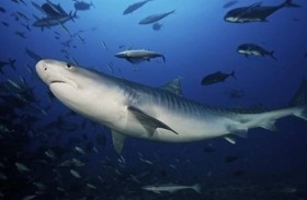 الأسماك الكبيرة في خطر.. فتش عن الاحتباس الحراري