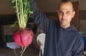 العثور على فجلة وزنها 5 كلغ