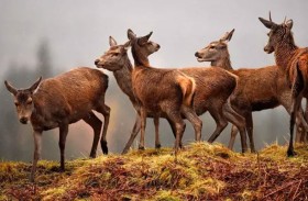 رغم خطر انقراضها.. لحوم الغزلان مطلوبة على موائد العراقيين