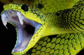 هروب أفعى سامة يسبب هلعًا في هولندا