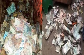 النمل يأكل أموال مودعين في بنك