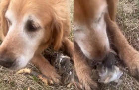 كلب يرعى أرانب صغيرة فقدت والدتها