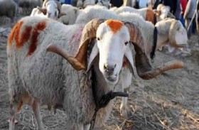 عيد الأضحى.. استعدادات «صارمة» 