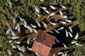 قطع رؤوس حيوانات محمية تروع نيوزيلندا