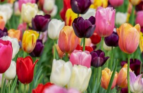 زهرة التوليب  قادرة على إبطاء تطور أمراض القلب