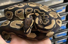 الشرطة تبحث عن لص ثعابين ملكية