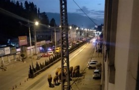 771 ألف دولار لضمان سلامة 14 فيلا تائهاً