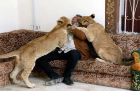 أسود في بيت عراقي.. ومربيها: مثل الخراف والدجاج